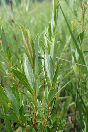 Salix repens \ Kriech-Weide / Creeping Willow, D Hassloch 25.5.2018