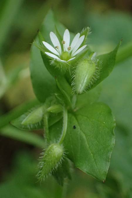 Stellaria ruderalis \ Ruderale Vogelmiere, D Viernheim 10.5.2021