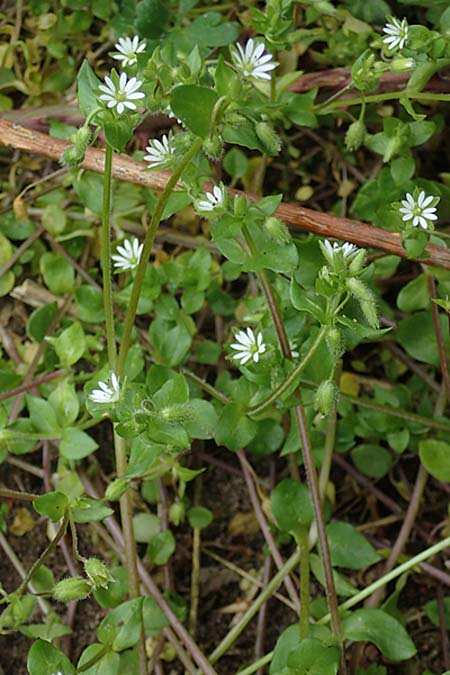 Stellaria ruderalis \ Ruderale Vogelmiere, D Viernheim 10.5.2021