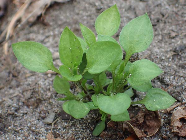 Stellaria ruderalis \ Ruderale Vogelmiere, D Viernheim 10.5.2021