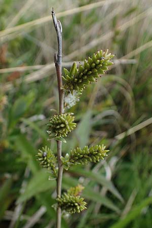 Salix repens \ Kriech-Weide / Creeping Willow, D Neuleiningen 28.5.2021