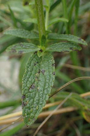 Stachys recta \ Aufrechter Ziest / Yellow Woundwort, D Grünstadt-Asselheim 9.7.2021