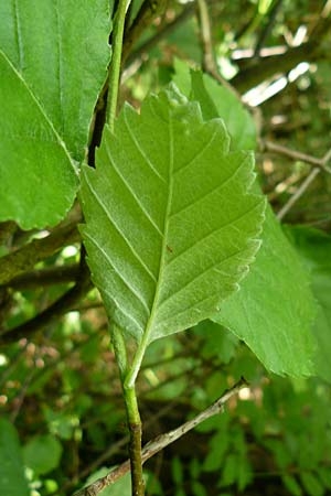 Sorbus seyboldiana \ Seybolds Mehlbeere / Seybold's Whitebeam, D Werbachhausen 4.6.2016