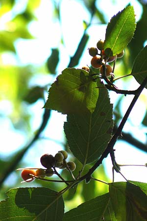 Sorbus seyboldiana \ Seybolds Mehlbeere / Seybold's Whitebeam, D Werbachhausen 2.10.2016