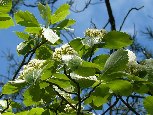 Sorbus seyboldiana \ Seybolds Mehlbeere / Seybold's Whitebeam, D Werbachhausen 20.5.2017