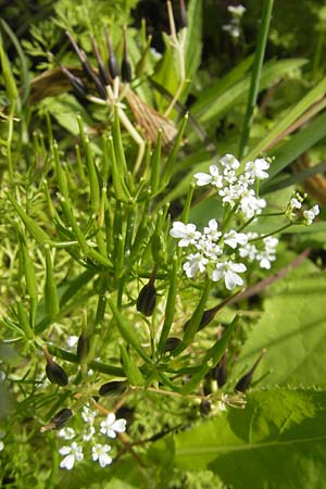 Scandix stellata \ Stern-Venuskamm / Stellate Shepherd's Needle, D  23.6.2012