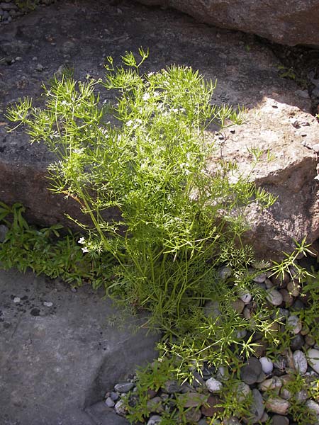 Scandix stellata \ Stern-Venuskamm / Stellate Shepherd's Needle, D  8.6.2013