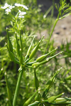 Scandix stellata \ Stern-Venuskamm, D  8.6.2013