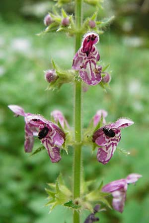 Stachys sylvatica \ Wald-Ziest / Hedge Woundwort, D Odenwald, Reichelsheim 16.6.2015