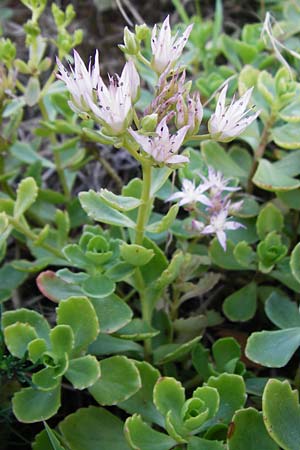 Sedum spurium / Caucasian Stonecrop, D Sandhausen 2.7.2015