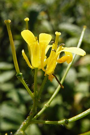 Sisymbrium strictissimum \ Steife Rauke, D Nördlingen 10.7.2015