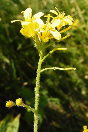 Sisymbrium strictissimum \ Steife Rauke / Perennial Rocket, D Nördlingen 10.7.2015