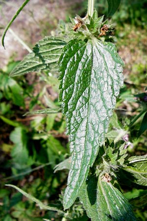 Stachys sylvatica \ Wald-Ziest / Hedge Woundwort, D Schelklingen 10.7.2015