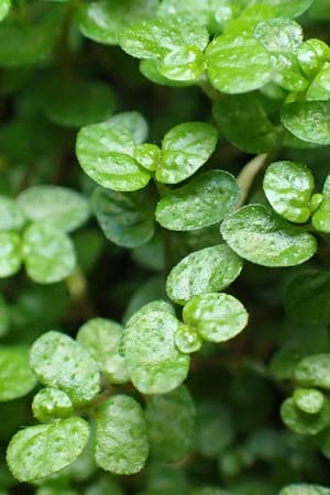 Soleirolia soleirolii \ Bubikpfchen, D Karlsruhe 3.10.2015