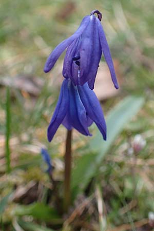 Scilla siberica agg. \ Sibirischer Blaustern / Siberian Squill, D Mannheim 24.3.2016