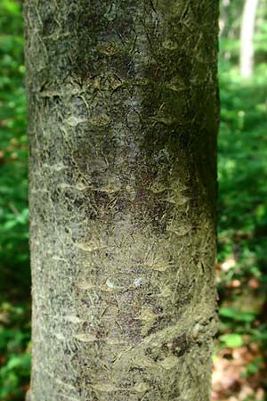 Sorbus seyboldiana \ Seybolds Mehlbeere / Seybold's Whitebeam, D Werbachhausen 4.6.2016