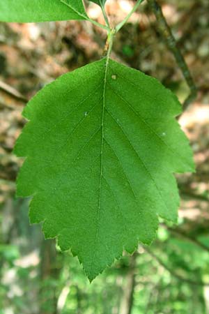 Sorbus seyboldiana \ Seybolds Mehlbeere / Seybold's Whitebeam, D Werbachhausen 4.6.2016