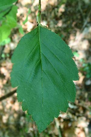 Sorbus seyboldiana \ Seybolds Mehlbeere / Seybold's Whitebeam, D Werbachhausen 4.6.2016