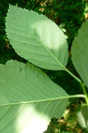 Sorbus seyboldiana \ Seybolds Mehlbeere / Seybold's Whitebeam, D Werbachhausen 4.6.2016