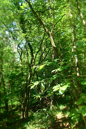 Sorbus seyboldiana \ Seybolds Mehlbeere / Seybold's Whitebeam, D Werbachhausen 4.6.2016