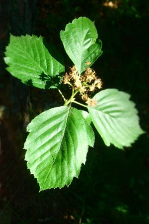 Sorbus seyboldiana \ Seybolds Mehlbeere / Seybold's Whitebeam, D Werbachhausen 4.6.2016