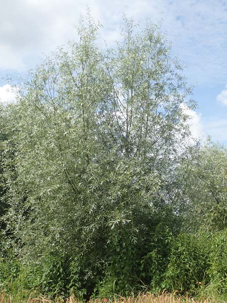 Salix alba var. sericea \ Seidenhaarige Silber-Weide, D Günzburg 28.6.2016