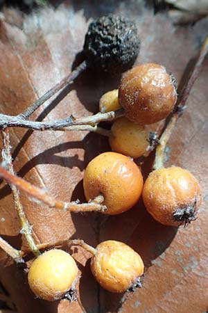 Sorbus seyboldiana \ Seybolds Mehlbeere / Seybold's Whitebeam, D Werbachhausen 2.10.2016