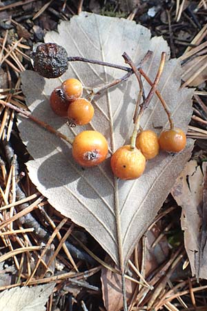 Sorbus seyboldiana \ Seybolds Mehlbeere / Seybold's Whitebeam, D Werbachhausen 2.10.2016