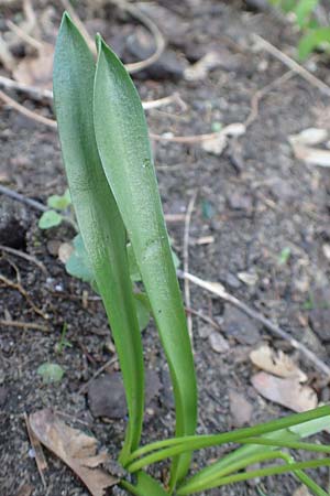 Scilla siberica agg. \ Sibirischer Blaustern / Siberian Squill, D Frankfurt-Bockenh 25.3.2017