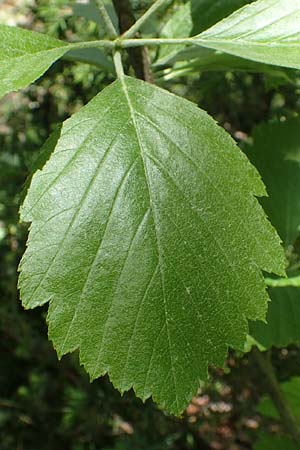 Sorbus seyboldiana \ Seybolds Mehlbeere / Seybold's Whitebeam, D Werbachhausen 20.5.2017