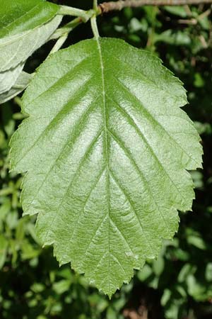 Sorbus seyboldiana \ Seybolds Mehlbeere / Seybold's Whitebeam, D Werbachhausen 20.5.2017