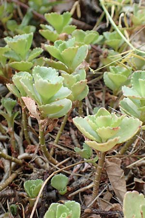 Sedum spurium \ Kaukasischer Mauerpfeffer / Caucasian Stonecrop, D Lützelbach 24.6.2017