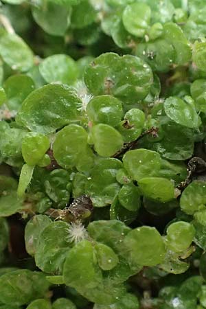 Soleirolia soleirolii, Baby's Tears