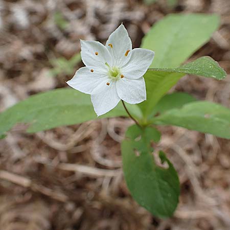 Lysimachia borealis \ Europischer Siebenstern, D Olfen 27.5.2018