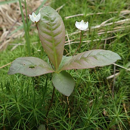 Lysimachia borealis \ Europischer Siebenstern, D Olfen 27.5.2018