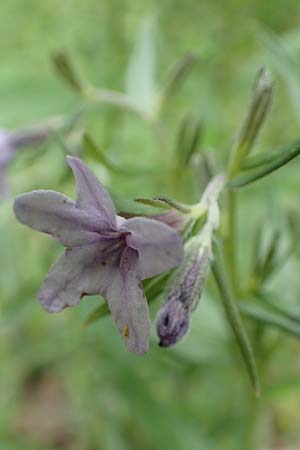 Lithospermum purpurocaeruleum \ Blauroter Steinsame / Purple Gromwell, D Königheim 29.5.2019