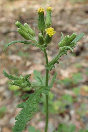 Senecio sylvaticus / Heath Groundsel, D Aachen 26.7.2019