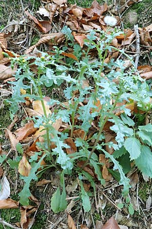 Senecio sylvaticus \ Wald-Greiskraut, D Pfälzer Wald 31.10.2019