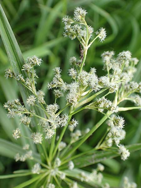 Scirpus sylvaticus \ Wald-Simse, Wald-Binse / Wood Club-Rush, D Neuleiningen 25.5.2020