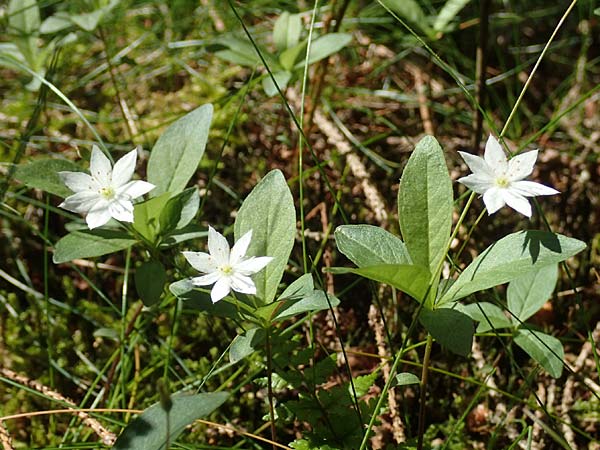 Lysimachia borealis / Starflower, Chickweed Wintergreen, D Attendorn-Albringhausen 12.6.2020