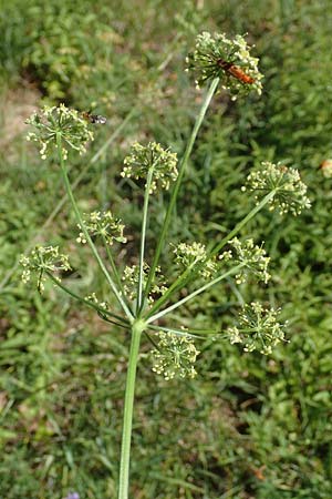 Silaum silaus \ Wiesen-Silge / Pepper Saxifrage, D Ketsch 23.7.2020