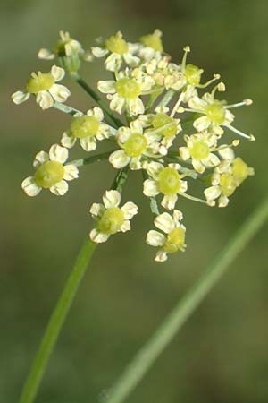 Silaum silaus \ Wiesen-Silge / Pepper Saxifrage, D Ketsch 23.7.2020