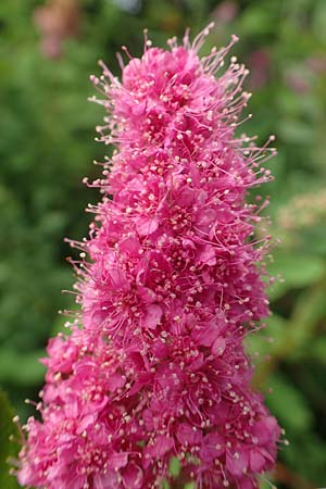 Spiraea x billardii \ Kolben-Spiere, Billards Spierstrauch / Billard's Meadowsweet, D Monschau 27.7.2020