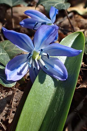 Scilla siberica agg. \ Sibirischer Blaustern / Siberian Squill, D Mannheim 24.3.2021