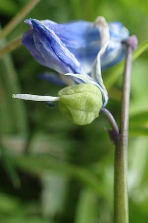 Scilla siberica agg. \ Sibirischer Blaustern, D Ludwigshafen 7.4.2021