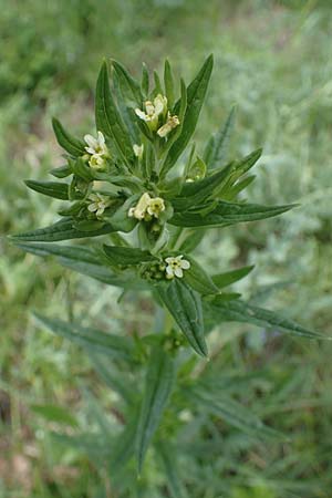 Lithospermum officinale \ Echter Steinsame / Common Gromwell, D Ketsch 20.5.2021