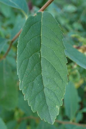 Spiraea salicifolia \ Weidenblttriger Spierstrauch / Willowleaf Meadowsweet, Bridewort, D Hunsrück, Börfink 18.7.2022