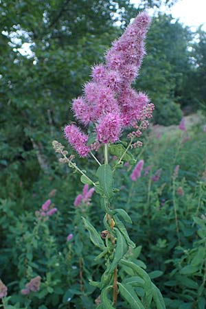 Spiraea salicifolia / Willowleaf Meadowsweet, Bridewort, D Hunsrück, Börfink 18.7.2022