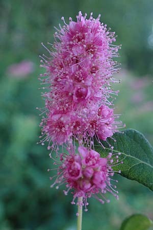 Spiraea salicifolia / Willowleaf Meadowsweet, Bridewort, D Hunsrück, Börfink 18.7.2022