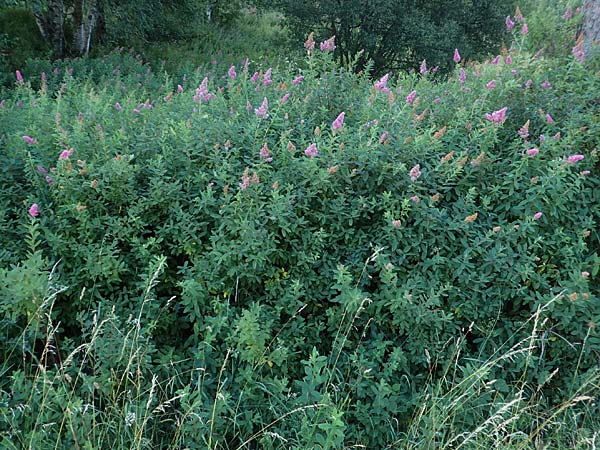 Spiraea salicifolia \ Weidenblttriger Spierstrauch, D Hunsrück, Börfink 18.7.2022